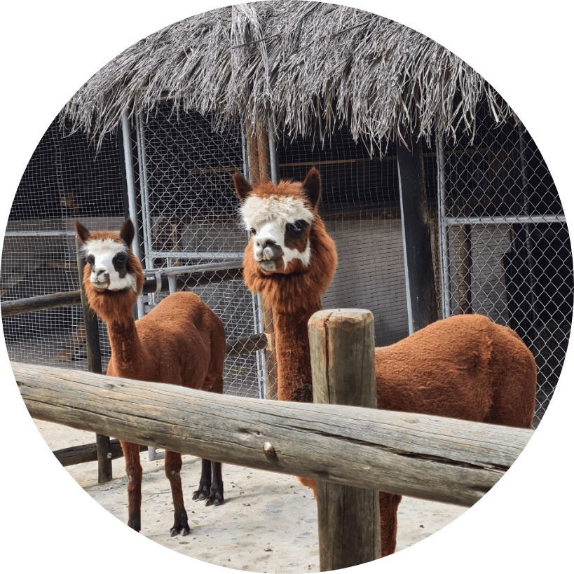 guarderia liceo cumbaya