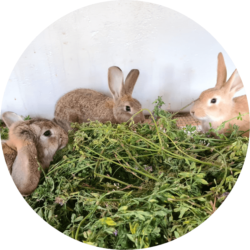 liceo campoverder espacios ninos